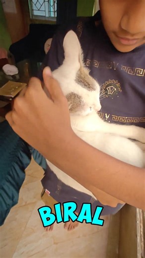 Cat Drop Test 😂 #shorts #viral #trending