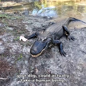 How To AVOID A Florida Gator Attack! 🐊 *IMPORTANT* | Kamp Kenan