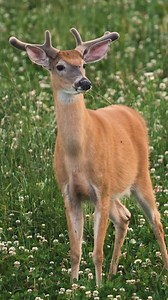 4K views · 37 reactions | Deer stomp to alert other deer in the area of a potential threat and to intimidate a potential predator! In this bucks case the threat was a porcupine that was just looking to share this clover field with him藍歷 #deer #whitetails #whitetailbehavoir #thebeardedbuck | The Bearded Buck | Facebook