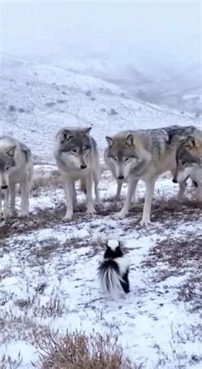 Skunk Outsmarts Wolf Pack in Nature Drama