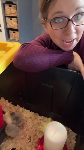 Favorite Rare Breed Baby Chickens