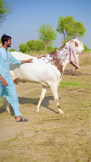 Watch the stunning Beautiful Makhi Cheeni Goat strut like a superstar on the rural runway! 🐂 #goat #makhicheenigoat #cowmandi #CowMandi2025 #QurbaniVibes #BullShow2025 #HeavyBull #MandiVlog #QurbaniReady #BakraAurBull #CattleRampWalk #DesiMandiStyle #GayeKaStyle #RampWaliCow #SuzukiSeUtriCow #FarmFashionShow #MandiKaHero #DesiBullBoss #CowEntry2025 #CowCatwalk #MooOnRamp #QurbaniKaJanwar #CowStarOfTikTok #cowmandi2025karachi #pakistancowmandi #hyderbadcowmandi #bakaramandipakistan #cowvideopath