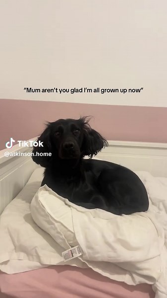 Adorable Cocker Spaniel Puppy Moments