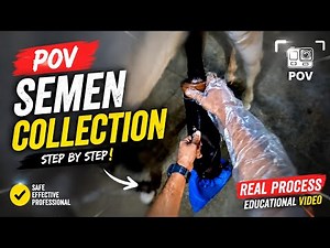 What a Veterinarian Sees During Stallion Semen Collection | POV
