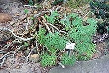 Pelargonium laxum - Alchetron, The Free Social Encyclopedia