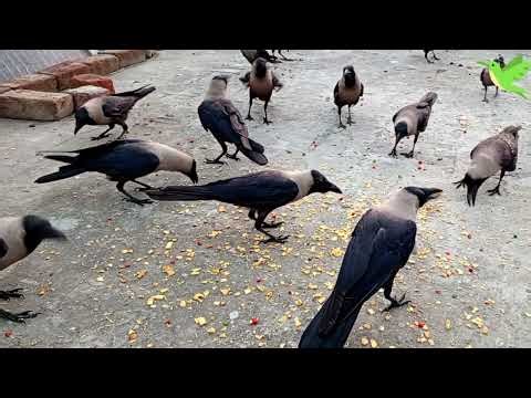 Vocal Crow Birds | Crows and Hens | Crows Sounds | Crows Planet