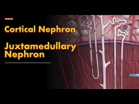 Cortical Nephron and Juxtamedullary Nephron