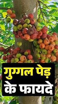 गुग्गल पेड़ के अनगिनत फायदे || Jeevan Ayurveda Clinic