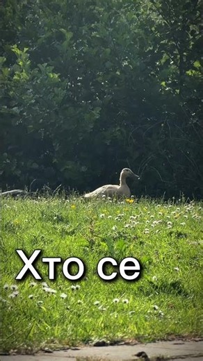 Хто се…