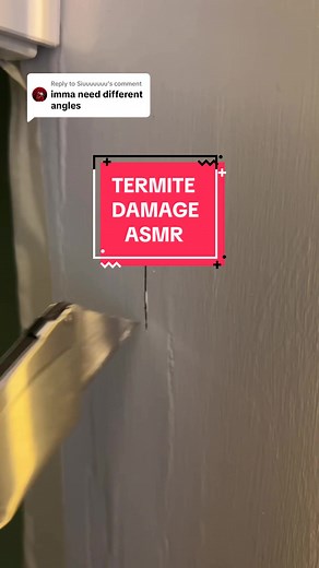 Termite Damage ASMR: Satisfying Video with Oddly Satisfying Visuals