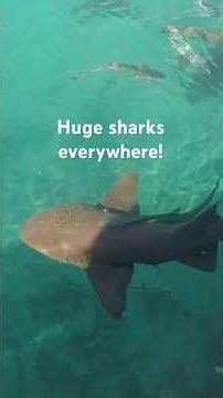 We saw Bull & Nurse sharks circling the harbor in Bahamas!