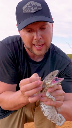 Tick-Infested Lizard!