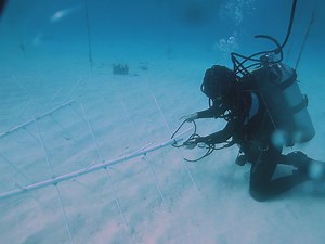 1K views · 60 reactions | 3...2...1...BLASTOFF! The Coral Tree™...