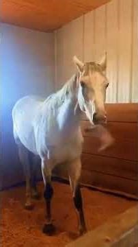 Cat vs Horse 🐱🐴 | The Most Unexpected Animal Face-Off Ever! 😂🔥