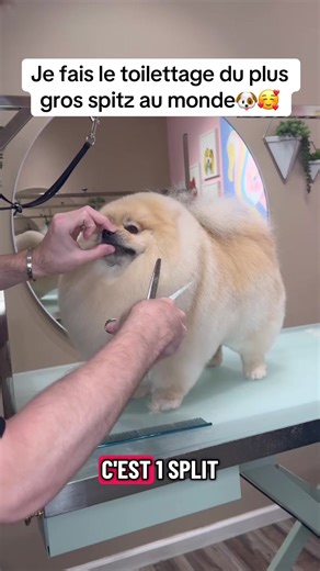 Le plus gros spitz au monde : Albert en toilettage !