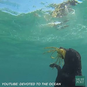 3.7K views · 15K reactions | In case training your dog to shake hands weren't impressive enough. | HuffPost | Facebook