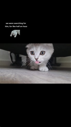 #berlin #awsome #small #lovley #love #grey #catlove #catlover #fluffycat #fluffy #barneystinson #scottishfold #kitten #kitty #cat #goodmorning #sleepy #catsoftiktok #catslovers #cattok #himym #barneystinson