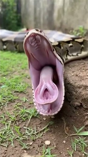 🐍😱 Snake Swallows a Rabbit Whole | Shocking Wildlife Moment