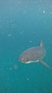 I wish everyone could experience a moment of intense eye contact with a Great White. There is nothing quite like it. Now I’m left yearning for more & not knowing when I’ll ever get to see them again. These amazing experiences in the ocean always go by too quickly & dont come often enough for an addict. #oceanaddict #greatwhiteshark #ocean #cagediving | Kayleigh Nicole Grant