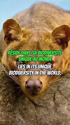 La beauté de Madagascar 🌴🌲🍃