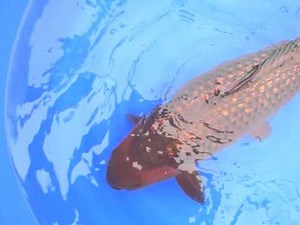 Ginrin Chocolate Chagoi 60cm Show Quality - KoiAqua