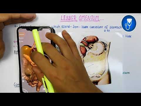 lesser omentum anatomy 3d | peritoneum anatomy | lesser sac anatomy