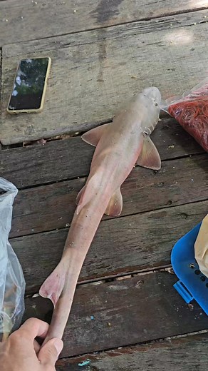 Baby shark | Team Agustintv II