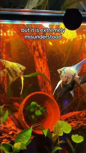 Angelfish Aggression: Why Rehoming Happens and What It Really Means#AngelfishBehavior