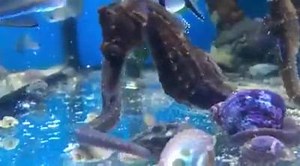 Advanced Aquarium Consultancy Ltd //Essex Coral Farm SP: Nuestro amigo Barry Young nos ha hecho llegar este video de Hippocampus alimentándose con Masstick. Gracias por compartirlo EN: Thanks for sharing this awesome video with seahrses feeding on Masstick :-) Hope you like. Please share. DE: Tolles Video von Seepferdchen die zum ersten mal Masstick probieren :-) | Easyreefs