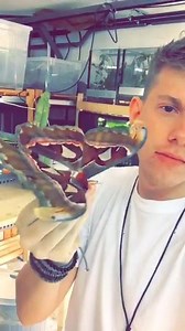 80K views · 2.9K reactions | Attacus atlas, more on Snapchat: Insecthaus_adi | Bugs and Science | Facebook