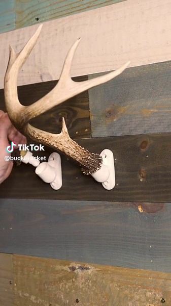 Buck Bracket #buckbracket #taxidermy #deer #elk #shedhunting | deer hunting