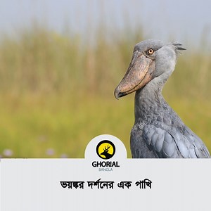 13K views · 969 reactions | The shoebill, also known as the whalebill, whale-headed stork, and shoe-billed stork is a large long-legged wading bird. It derives its name from its enormous shoe-shaped bill. | Ghorial Bangla | Facebook