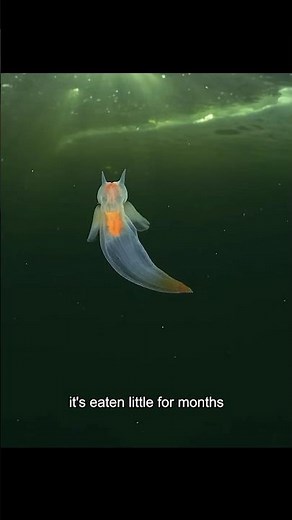 The sea angel vs sea butterfly #animalabilities #naturecuriosities #wildlife