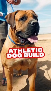 European Doberman Stud on Instagram: "Go to our YouTube channel and look up “Why AKC Won’t Allow These different Colored South African Boerboel Mastiff?” To watch the whole series."