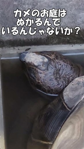ゾウガメ飼育・・・ぬかるみ対策の効果 #ゾウガメ飼育
