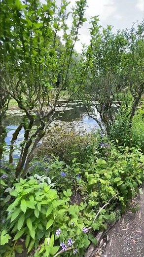Monet's Water Lily Pond at Giverny