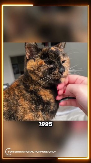 The Cat Who Lived to 27! 😳🐱