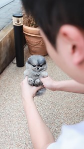 8.4K views · 5.4K reactions | Meet Celestia, the enchanting blue Merle teacup Pomeranian who radiates beauty and charm wherever she goes ✨ #foufoupuppies | Foufou's Teacup Puppies | Facebook