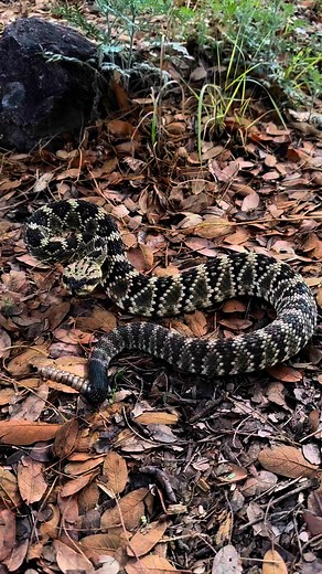 Black-tailed Rattlesnake from the mountains of southern Arizona. This species is often confused for Mojave Rattlesnakes because of their greenish-yellow coloration. Note the characteristic black tail! | Rattlesnake Solutions