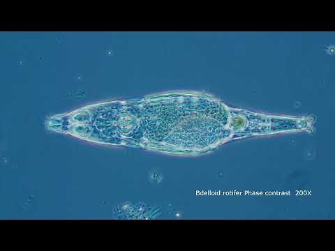 Motic Phase contrast Microscopy
