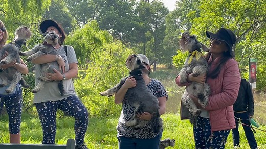 The world famous schnauzer howl a long, always provides beautiful music for all the schnauzers, humans and the rest of the park goers to enjoy! Video taken at our Johannesburg Schnauzer Friends Walk this morning at Delta Park.It was a lovely fun walk. The schnauzers and schnauzerholics enjoyed seeing their schfriends and catching up on schgossip! We all loved seeing them happily running around with their buddies! We love our tribe of schnauzerholics! Schnauzer Friends South Africa’s mission is t