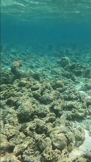 Thrilling Encounter: Another Blacktip Reef Shark in the Maldives!