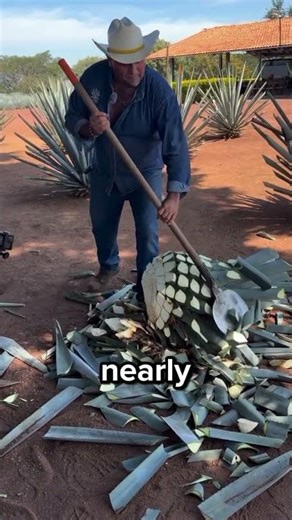 The Way They Harvest Tequila Is Crazy 😳