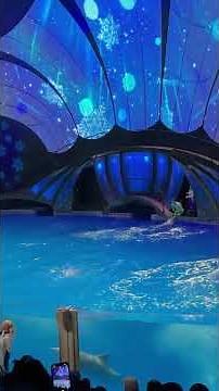 Incredible White Dolphin High Jump – Atlanta Aquarium