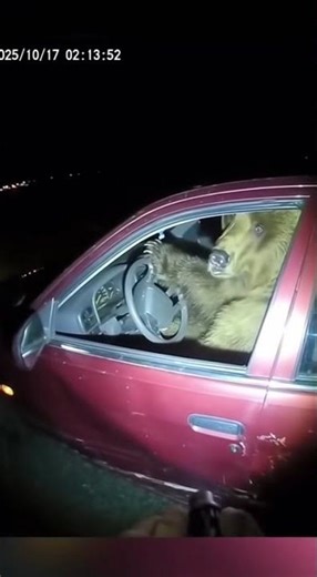 🚔 Bear Pulled Over for DUI Escapes!