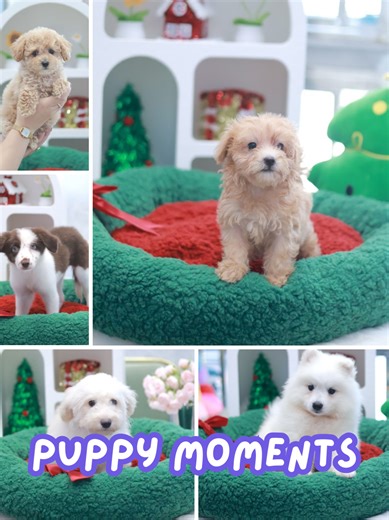 Cute Puppy Moments #singaporepuppy #puppytips #puppysingapore #puppycare #fyp #sg #puppytok #cutedog #dogsofttiktok #Cavapoo #maltipoo #bichon #bichonpoo #schnauzer #bordercollie