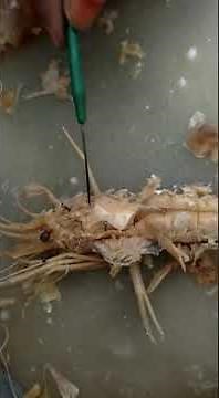prawn digestive system - dissection