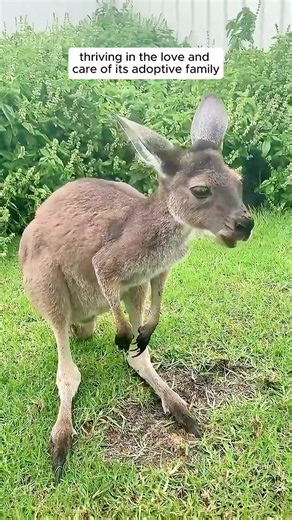 A kind man rescued a baby kangaroo from its mother who had an accident #animallover #animalrescue #animalsofinstagram #animalslover #rescueanimal #loveanimals #rescueanimals #fypシ #kangaroo #kangaroosofinstagram | AnimalLove Stories
