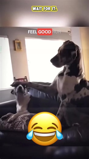 🤣🤣🤣#voiceover #tiktok #viral #talking #creatorsearchinsights | voice over