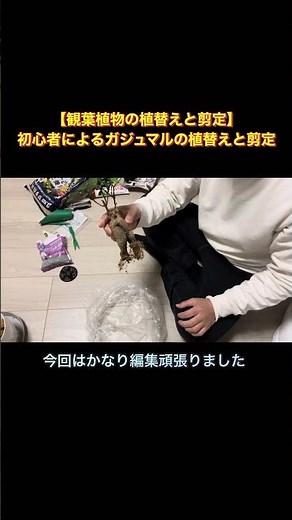 春到来！観葉植物の季節がやってきた！ガジュマルの植替えと剪定動画